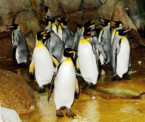 動物園前駅 やばい 〜駅前の謎のペンギンが交通整理をしている件〜