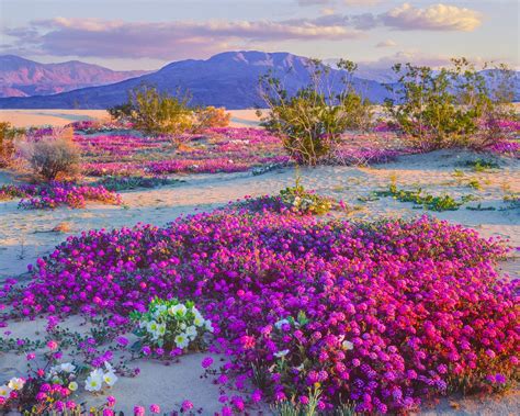 スーパーブルームと宇宙の花畑：現実と幻想の交差点